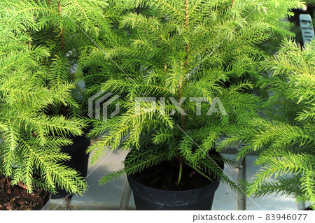 Closeup of a green potted norfolk pine plant 83946077