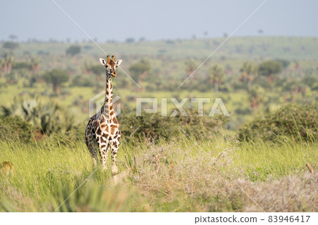 Baringo Giraffe, Giraffa camelopardalis Baringo Giraffe, Giraffa camelopardalis 83946417