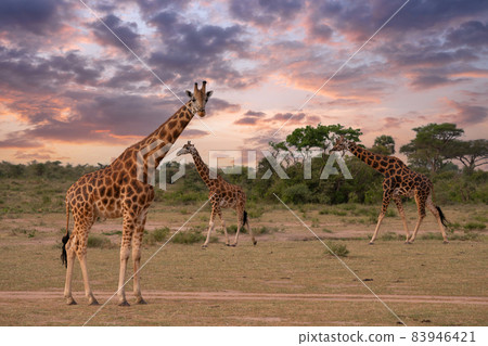 Baringo Giraffe, Giraffa camelopardalis Baringo Giraffe, Giraffa camelopardalis 83946421