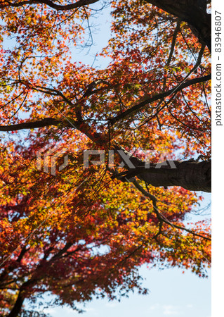Autumn leaves of Myogiyama Panorama Park Tomioka City Autumn leaves of Myogiyama Panorama Park Tomioka City 83946807