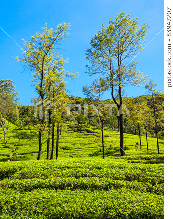 Nuwara Eliya tea plantation Nuwara Eliya tea plantation 83947207