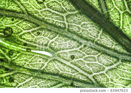 Green celery leaf macro under the microscope with a magnification of 40 times 83947633