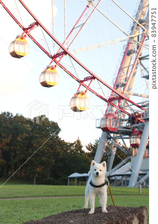 Ferris wheel and Japan Spitz Ferris wheel and Japan Spitz 83947751