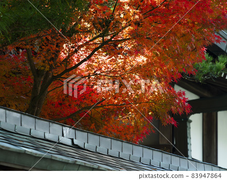 [高野山] 宿坊的紅葉 83947864