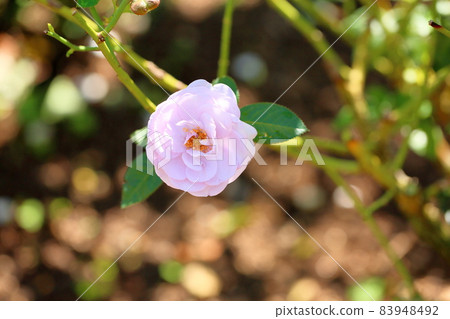 玫瑰花朵藍色巴渝 玫瑰花朵藍色巴渝 83948492