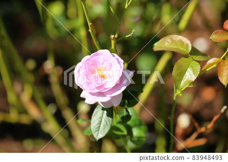 玫瑰花朵藍色巴渝 玫瑰花朵藍色巴渝 83948493