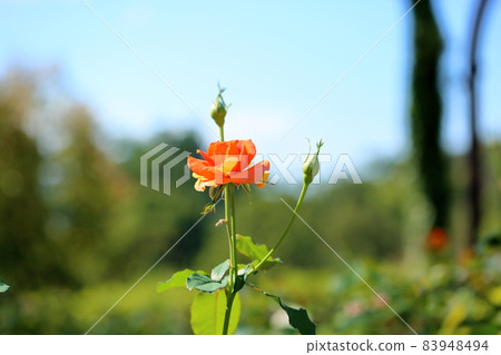 玫瑰花銅管樂隊 玫瑰花銅管樂隊 83948494