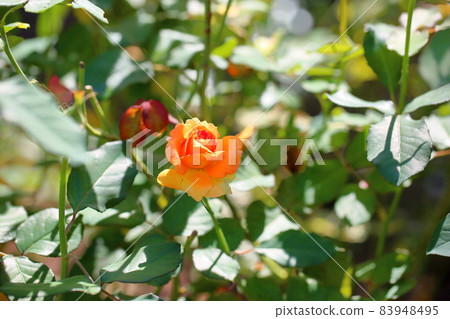 玫瑰花銅管樂隊 玫瑰花銅管樂隊 83948495