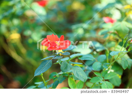 Rose flower Salaband Rose flower Salaband 83948497