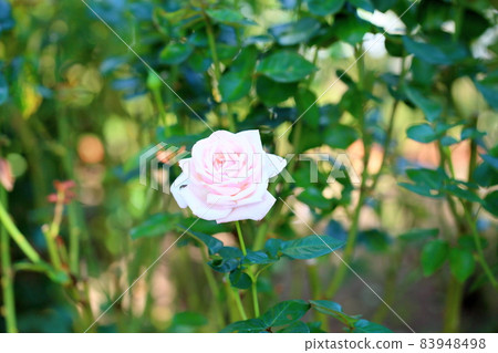 Rose flower Royal Highness Rose flower Royal Highness 83948498