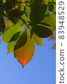 Under the blue sky, the coloring of the leaves makes you feel autumn 83948529
