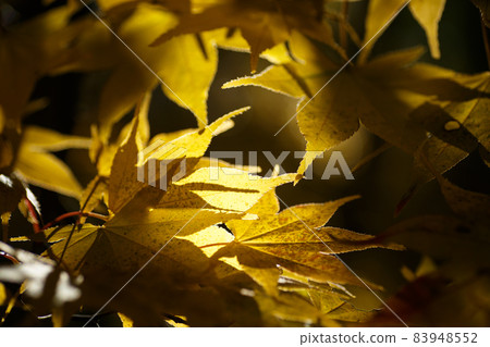 Yellow maple lit by sunlight through the trees 83948552
