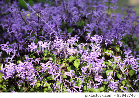 莫娜薰衣草花 83948746