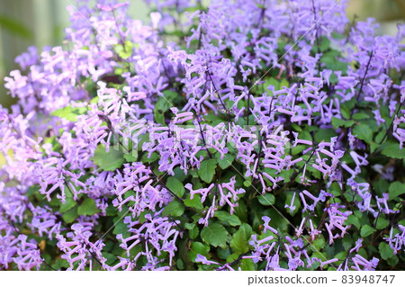 Mona Lavender Flower 83948747