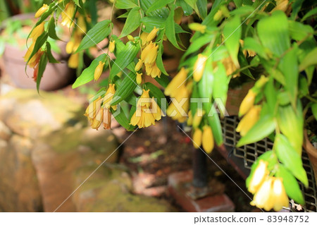 Kii Jorou Hototogisu Flower Kii Jorou Hototogisu Flower 83948752