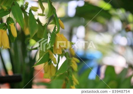 Kijorou Hototogisu花 83948754