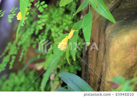 Kijorou Hototogisu花 83948810