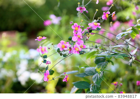 Shuigayuki花 83948817