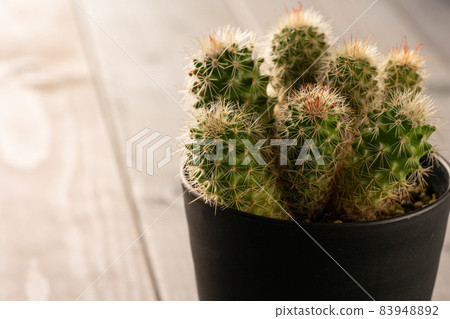 Cactus 83948892