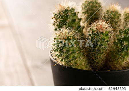 Cactus 83948893