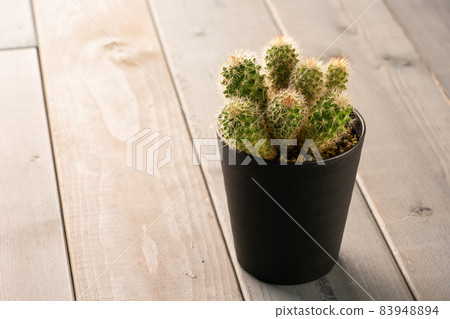 Cactus 83948894