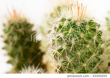 Cactus 83948895