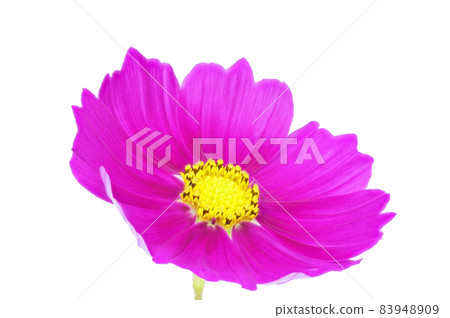 [Cosmos] (depth stacking) 83948909