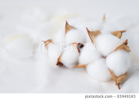 棉花 83949165