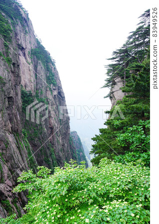 中國黃山 中國黃山 83949526