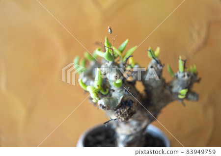 Tylecodon reticulartus 83949759