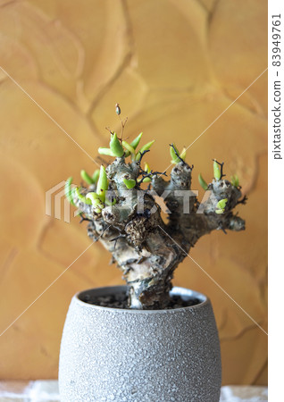 網紋蟲 83949761
