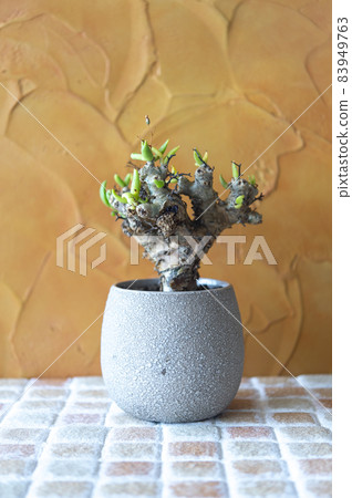 網紋蟲 網紋蟲 83949763
