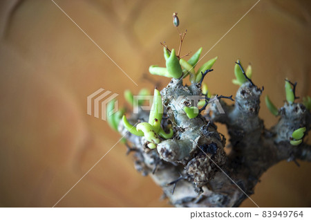 Tylecodon reticulartus 83949764