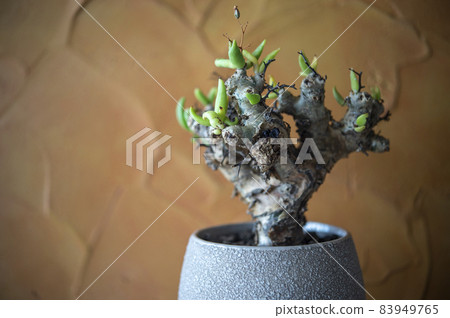 Tylecodon reticulartus Tylecodon reticulartus 83949765
