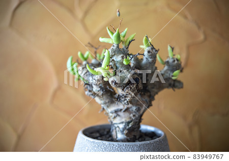 Tylecodon reticulartus 83949767