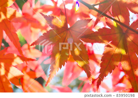 秋葉特寫鏡頭 83950198