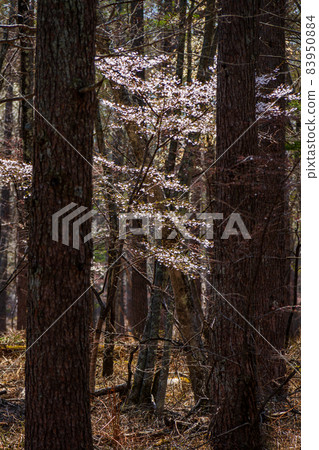 Cherry blossoms in Fujiyoshida Town, Yamanashi Prefecture Cherry blossoms in Fujiyoshida Town, Yamanashi Prefecture 83950884