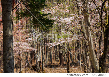Cherry blossoms in Fujiyoshida Town, Yamanashi Prefecture Cherry blossoms in Fujiyoshida Town, Yamanashi Prefecture 83950885