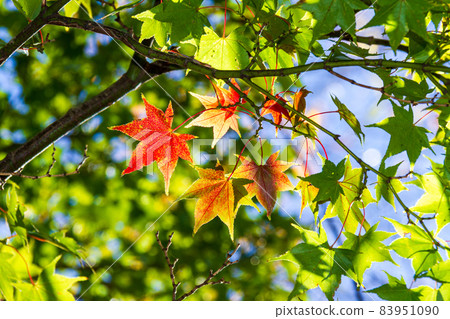 蘆之湖、元箱根、箱根町、足柄下郡、神奈川縣的秋色 蘆之湖、元箱根、箱根町、足柄下郡、神奈川縣的秋色 83951090