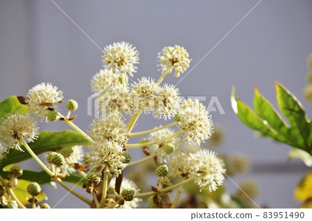 在花園裡 在花園裡 83951490