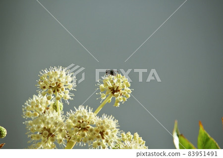 In the garden 83951491