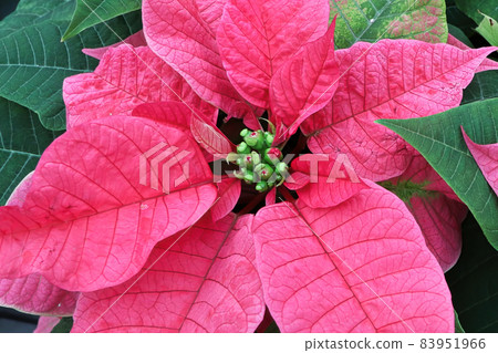 Macro of the tiny center blossoms on poinsettia plants Macro of the tiny center blossoms on poinsettia plants 83951966