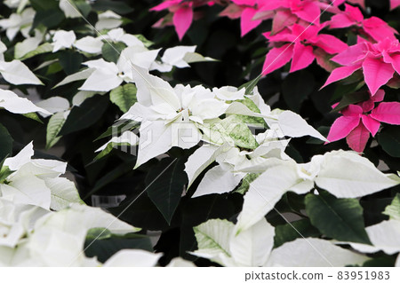 Rows of white and pink poinsettias at Christmas Rows of white and pink poinsettias at Christmas 83951983