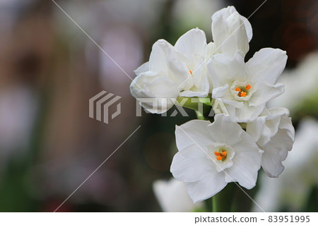 Macro photo of white and yellow narcissus flowers Macro photo of white and yellow narcissus flowers 83951995