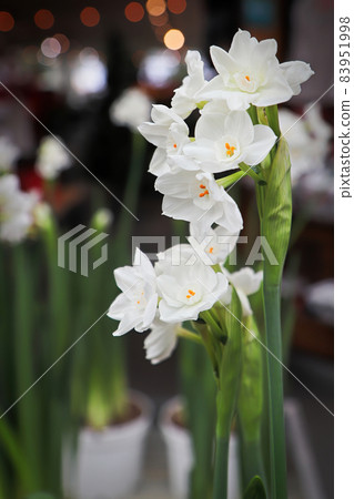 Vertical photo of paper white narcissus flowers 83951998