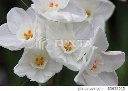 Macro photo of white and yellow narcissus flowers 83952015
