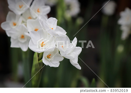 Background of paper white narcissus flowers in blossom 83952019