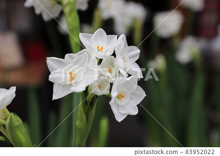 Closeup of paper white narcissus flowers blooming Closeup of paper white narcissus flowers blooming 83952022