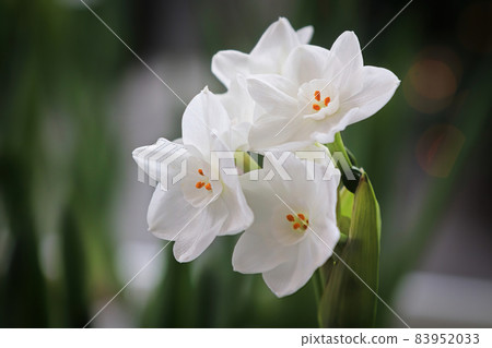 Closeup of paper white narcissus flowers blooming 83952033
