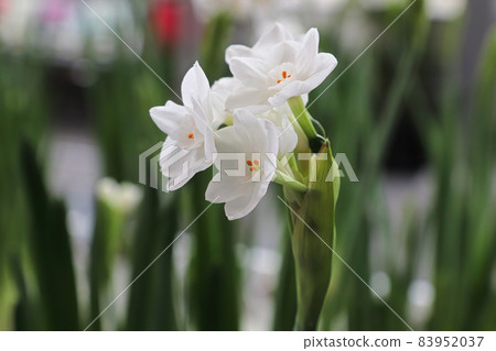 Closeup of paper white narcissus flowers blooming 83952037